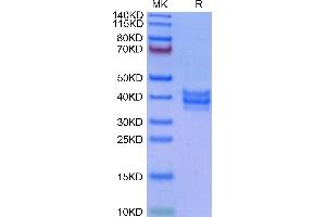 Cynomolgus NKG2C&CD94 on Tris-Bis PAGE under reduced condition.