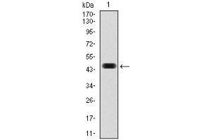 Western blot analysis using FOS mAb against human FOS (AA: 116-298) recombinant protein.