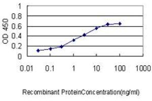 Detection limit for recombinant GST tagged BAG1 is approximately 0. (BAG1 antibody  (AA 241-345))