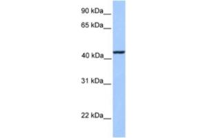 Western Blotting (WB) image for anti-Kinesin Light Chain 3 (KLC3) antibody (ABIN2463551)