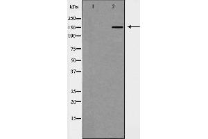 Western blot analysis of Hela cell lysate, using WHSC1L1 Antibody. (WHSC1L1 antibody  (N-Term))