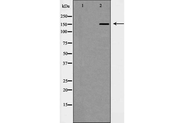 WHSC1L1 antibody  (N-Term)