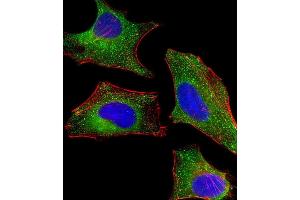 Immunofluorescent analysis of 4 % paraformaldehyde-fixed, 0. (DHCR7 antibody  (C-Term))