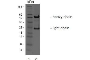SDS-PAGE analysis of purified BBX-3A8 monoclonal antibody.