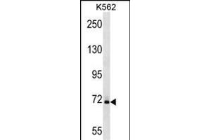 SHD1 Antibody (Center) (ABIN1538062 and ABIN2849162) western blot analysis in K562 cell line lysates (35 μg/lane). (SAMHD1 antibody  (AA 204-230))