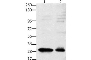 GNRHR antibody