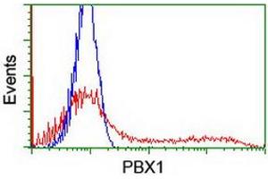 HEK293T cells transfected with either RC210944 overexpress plasmid (Red) or empty vector control plasmid (Blue) were immunostained by anti-PBX1 antibody (ABIN2454821), and then analyzed by flow cytometry. (PBX1 antibody)