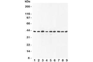 Western blot testing of SOX7 antibody and Lane 1:  rat brain;  2: human placenta;  3: (r) lung;  4: (r) testis;  5: (h) HeLa;  6: (h) A549;  7: (h) HEPG2;  8: (h) SMMC-7721;  9: mouse Neuro-2a lysate (SOX7 antibody  (C-Term))