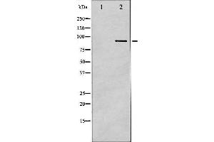 Western blot analysis of IKK- beta phosphorylation expression in COS7 whole cell lysates,The lane on the left is treated with the antigen-specific peptide. (IKBKB antibody  (pTyr188))