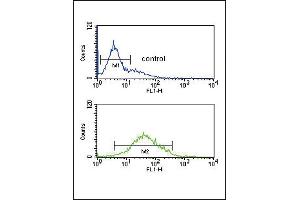 ZFYVE16 Antibody (N-term) (ABIN651313 and ABIN2840182) flow cytometric analysis of K562 cells (bottom histogram) compared to a negative control cell (top histogram). (ZFYVE16 antibody  (N-Term))