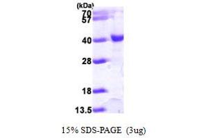 HAT1 Protein (AA 20-341) (His tag)