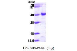 SDS-PAGE (SDS) image for Histone Acetyltransferase 1 (HAT1) (AA 20-341) protein (His tag) (ABIN7278983) (HAT1 Protein (AA 20-341) (His tag))