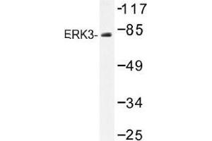 Image no. 1 for anti-Mitogen-Activated Protein Kinase 6 (MAPK6) antibody (ABIN317885) (MAPK6 antibody)