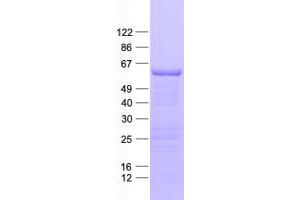 Validation with Western Blot (FAM222B Protein (His tag))