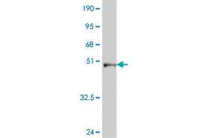 Western Blot detection against Immunogen (47. (Peroxiredoxin 2 antibody  (AA 1-198))