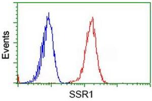 Image no. 1 for anti-Signal Sequence Receptor, alpha (SSR1) antibody (ABIN1501153) (SSR1 antibody)