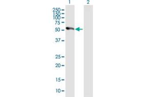 Western Blot analysis of MAPKAPK5 expression in transfected 293T cell line by MAPKAPK5 MaxPab polyclonal antibody.