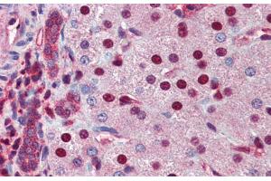 Immunohistochemistry with Human Liver cell lysate tissue at an antibody concentration of 5. (NR0B2 antibody  (Middle Region))