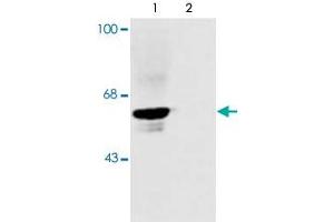 Western blot of rat spinal cord showing specific immunolabeling of the ~48k alpha1- and alpha2 subunits of the glycine receptor. (GLRA1 antibody  (N-Term))