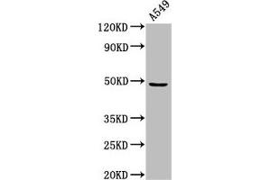 Western Blot Positive WB detected in: A549 whole cell lysate All lanes: MAZ antibody at 3 μg/mL Secondary Goat polyclonal to rabbit IgG at 1/50000 dilution Predicted band size: 49, 52, 47, 18 kDa Observed band size: 49 kDa