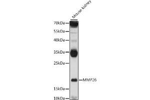 Western blot analysis of extracts of mouse kidney, using MMP26 antibody (ABIN7268423) at 1:1000 dilution. (MMP26 antibody  (AA 90-261))
