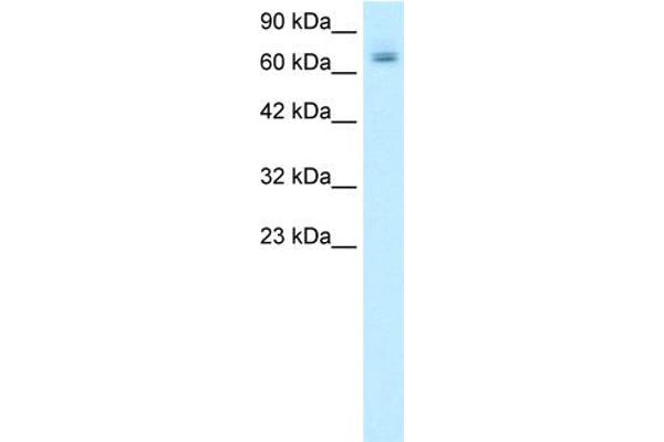 PARP2 antibody  (Middle Region)