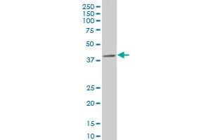 CDX4 monoclonal antibody (M11), clone 2H7 Western Blot analysis of CDX4 expression in Hela S3 NE . (CDX4 antibody  (AA 202-284))