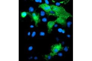 Anti-PECAM1 mouse monoclonal antibody (ABIN2455852) immunofluorescent staining of COS7 cells transiently transfected by pCMV6-ENTRY PECAM1 (RC208654). (CD31 antibody)