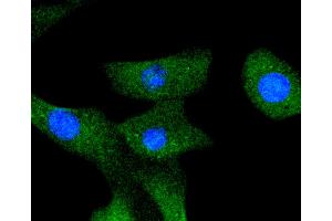 NIH/3T3 cells were stained with A-RAF (24D1) Monoclonal Antibody  at [1:200] incubated overnight at 4C, followed by secondary antibody incubation, DAPI staining of the nuclei and detection. (ARAF antibody)