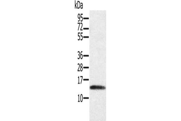 PAGE1 antibody