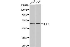 Western blot analysis of extracts of various cell lines, using HFE2 antibody. (HFE2 antibody)
