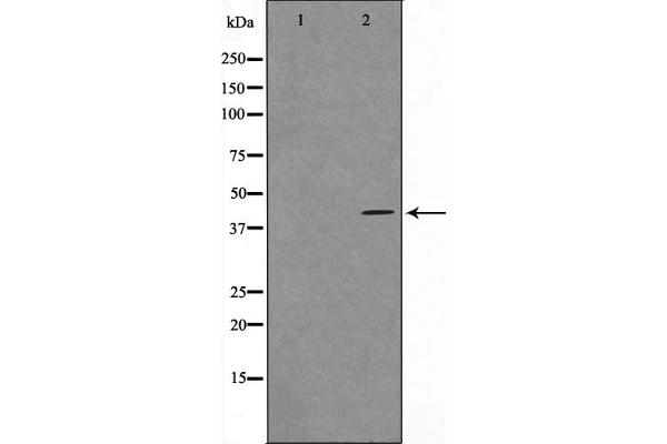 MORF4L1 antibody  (N-Term)