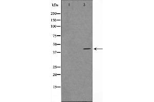 Western blot analysis on COS7 cell lysate using MORF4L1 Antibody,The lane on the left is treated with the antigen-specific peptide. (MORF4L1 antibody  (N-Term))