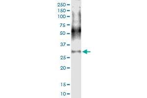 Immunoprecipitation of IGLL1 transfected lysate using anti-IGLL1 MaxPab rabbit polyclonal antibody and Protein A Magnetic Bead , and immunoblotted with IGLL1 MaxPab mouse polyclonal antibody (B02) . (IGLL1 antibody  (AA 1-213))