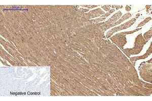 Immunohistochemical analysis of paraffin-embedded rat heart tissue. (Calnexin antibody)