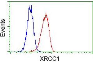 Flow cytometric analysis of Hela cells, using anti-XRCC1 antibody (ABIN2453795), (Red) compared to a nonspecific negative control antibody (TA50011) (Blue). (XRCC1 antibody)