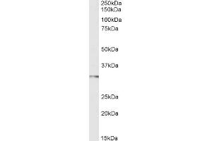 ABIN185038 (1µg/ml) staining of Human Testes lysate (35µg protein in RIPA buffer).