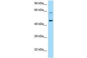 Image no. 1 for anti-Corticotropin Releasing Hormone Receptor 1 (CRHR1) (AA 263-312) antibody (ABIN6748193) (CRHR1 antibody  (AA 263-312))