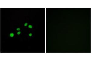 Immunofluorescence (IF) image for anti-Collagen, Type XXIII, alpha 1 (COL23A1) (AA 461-510) antibody (ABIN2889928) (COL23A1 antibody  (AA 461-510))