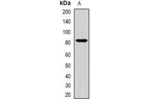 Western blot analysis of ZBTB20 expression in HEK293T (A) whole cell lysates. (ZBTB20 antibody)