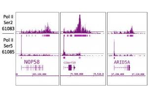 RNA pol II CTD phospho Ser5 antibody (mAb) tested by ChIP-Seq. (Rpb1 CTD antibody  (pSer5, Ser5))