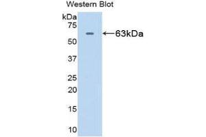 Western Blotting (WB) image for anti-Heat Shock 60kDa Protein 1 (Chaperonin) (HSPD1) (AA 1-573) antibody (ABIN1078108) (HSPD1 antibody  (AA 1-573))