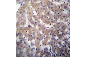 Immunohistochemistry analysis in formalin fixed and paraffin embedded human liver tissue reacted with POFUT2 Antibody (Center) followed which was peroxidase conjugated to the secondary antibody and followed by DAB staining. (POFUT2 antibody  (Middle Region))