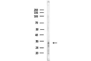 anti-Upstream Transcription Factor 1 (USF1) (Internal Region) antibody
