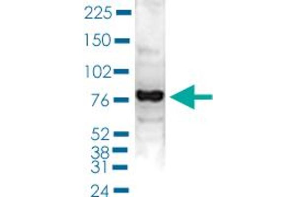 PAPOLA antibody  (C-Term)