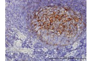 Image no. 1 for anti-Quinolinate Phosphoribosyltransferase (QPRT) (AA 198-298) antibody (ABIN599197) (QPRT antibody  (AA 198-298))