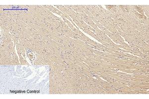 Immunohistochemical analysis of paraffin-embedded rat heart tissue.