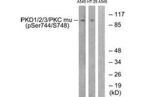 Western blot analysis of extracts from A549 cells treated with PMA 125ng/ml 30' and HT29 cells treated with serum 20% 15', using PKD1/2/3/PKC mu (Phospho-Ser738+Ser742) Antibody. (PKD1/2/3/PKC mu (AA 706-755), (pSer738) antibody)