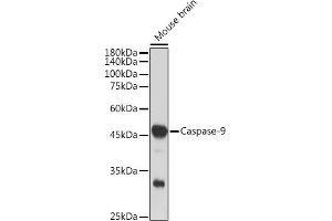 Western blot analysis of extracts of Mouse brain, using Caspase-9 antibody (ABIN6135366, ABIN7101390, ABIN7101391 and ABIN7101392) at 1:1000 dilution. (Caspase 9 antibody)