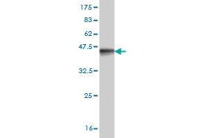 Western Blot detection against Immunogen (38. (MEF2BNB antibody  (AA 1-119))